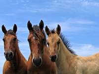  Turystyka Medyczna opolskie konie